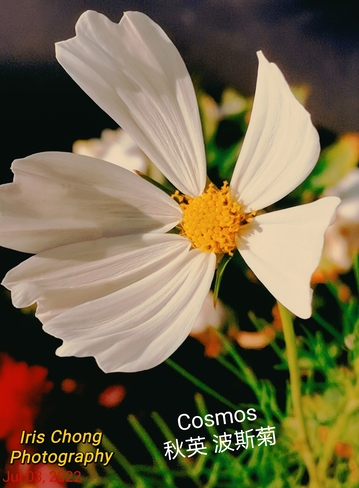 July 3 2022 26C Pretty white Cosmos snapshot at Sunset time in Thornhill Thornhill, ON