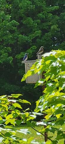 Eastern Bluebirds Haliburton, ON
