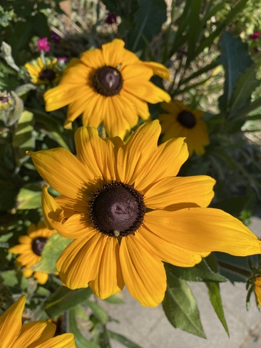 Yellow beauty Yonge-Eglinton, Ontario, CA
