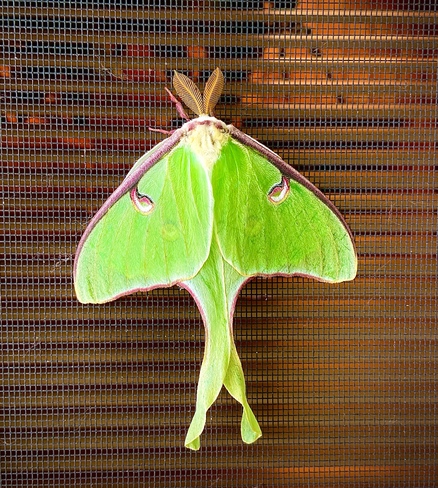 Luna Moth! Clearwater Bay, ON