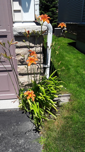 My Tiger Lilies are out, July 4, 2022 Centennial Scarborough, ON