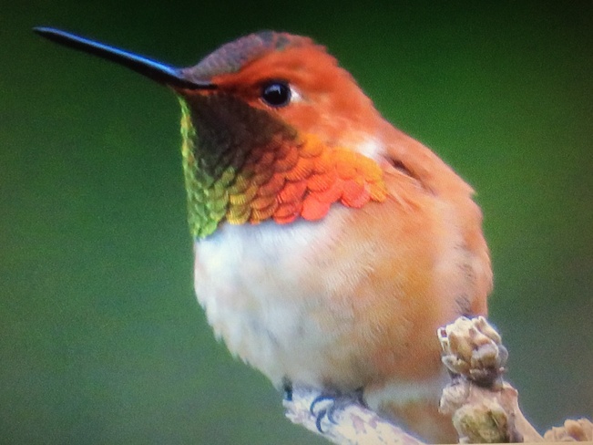 Rufous hummingbird - what a little beauty! Mill Bay, BC