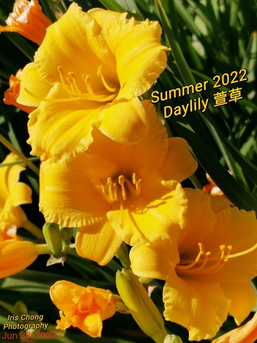 July 4 2022 26C Pretty 3 sisters - Dayliles- Enchanted Summer 2022 in Thornhill Thornhill, ON