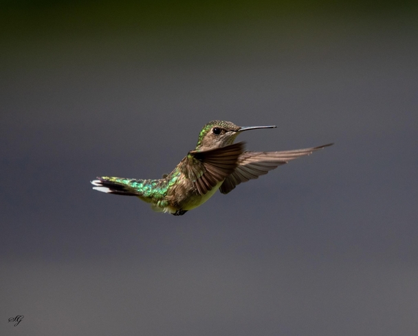 Hummingbird Annapolis, Nova Scotia | B0S 1L0