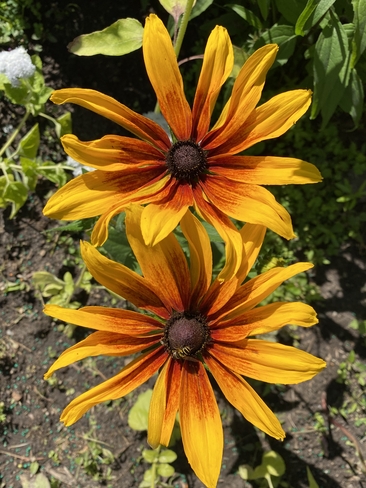 Summer flowering Yonge-Eglinton, Ontario, CA