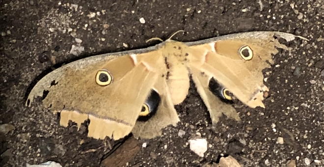 Huge moth Oakville, Ontario, CA