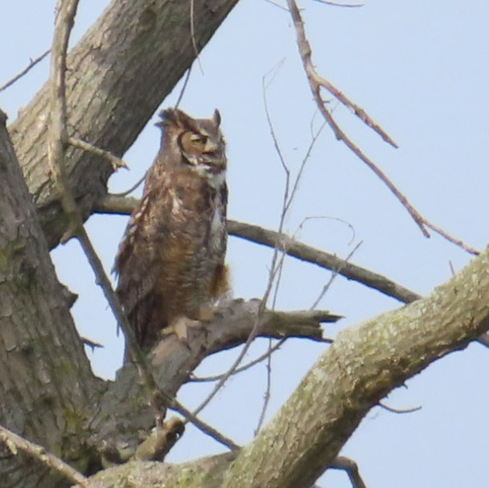 great hornier owl Erieau, ON