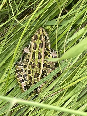 Leopard Frog Echo Bay, ON