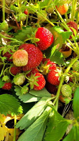 Yummy strawberries Powassan, ON
