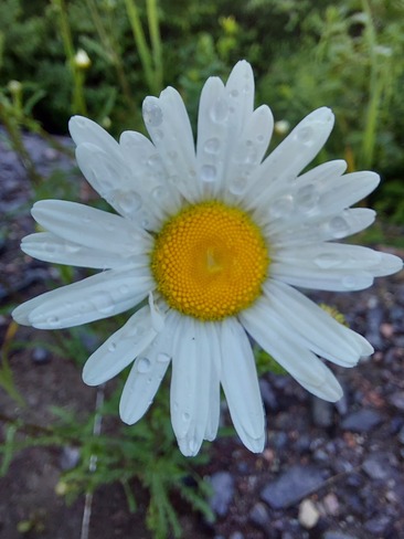 Fleur de pluie Saint-David-de-Falardeau, QC