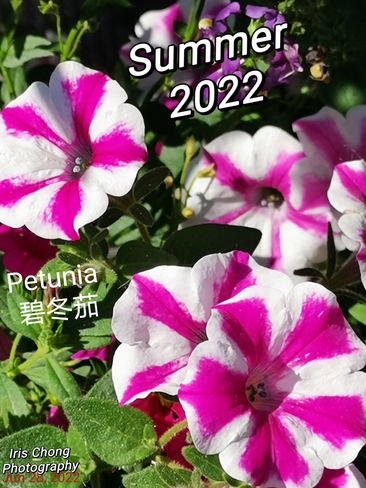 July 5 2022 22C Petunias - Delightful Summer 2022 - Thornhill Thornhill, ON