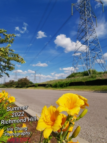 July 5 2022 22C Petunias - Delightful Summer 2022 - Richmond Hill Richmond Hill, ON