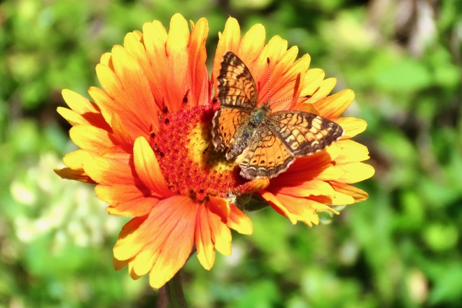 Pearl Crescent butterfly on Indian Blanket Discovery Ridge, Calgary, AB