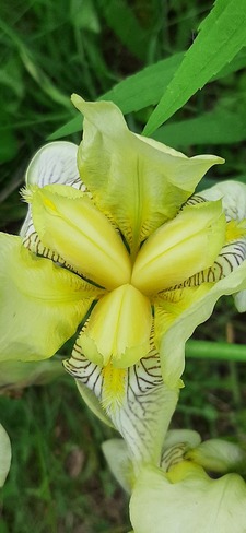 Les iris du printemps/été Blainville, QC