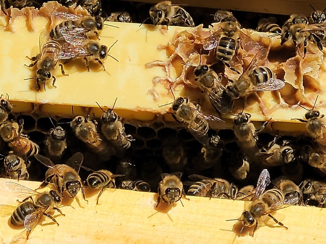 Working bee hive Kingston, ON