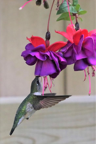 Hummingbird in fuchsia Emo, Ontario, CA
