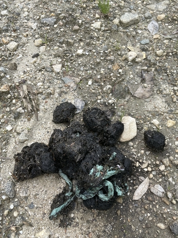 Bear scat with digested plastic bag Sicamous, British Columbia, CA