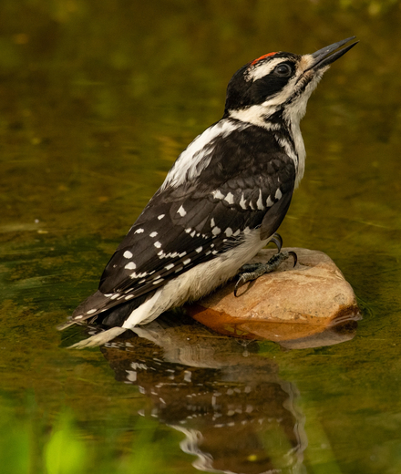 Male Downy Woodpecker Drinking 1