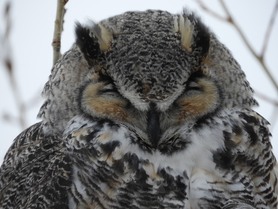 Sleepy Little Horned Owl