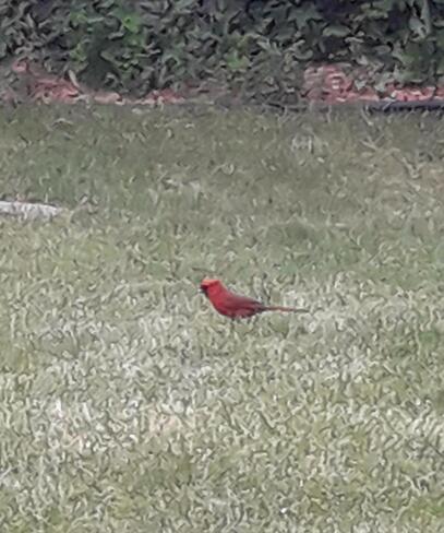 Red Cardinal Windsor, ON