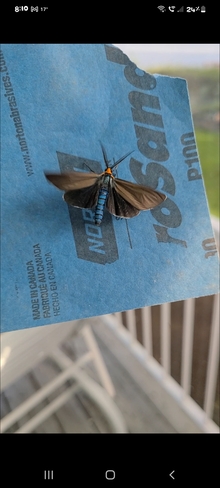 Beautiful day moth Sainte-Marie-de-Blandford, QC