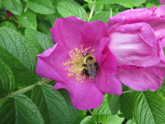 Un matin de juillet dans les roses Chambord, QC