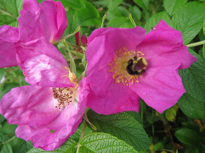 Un matin de juillet dans les roses Chambord, QC