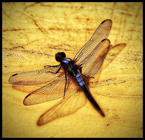 Blue Dragon Fly Lac Canard