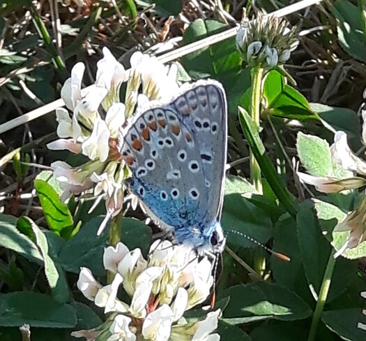 Papillon bleu Saint-Léonard, Montréal, QC