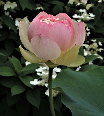 Ma première fleur de Lotus de la saison! Terrebonne, QC