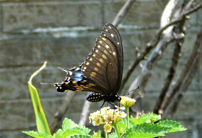 Spicebush Swallowtail (Papilio troilus). Terrebonne, QC