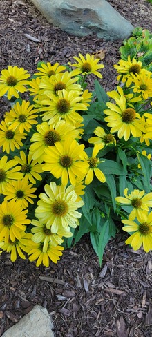 Fleurs jaune soleil Granby, QC