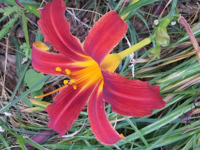 Flower Greer, S.C., USA