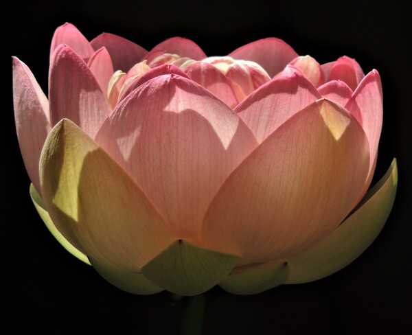 Le lotus, la fleur sacrée dans les religions orientales. Terrebonne, QC