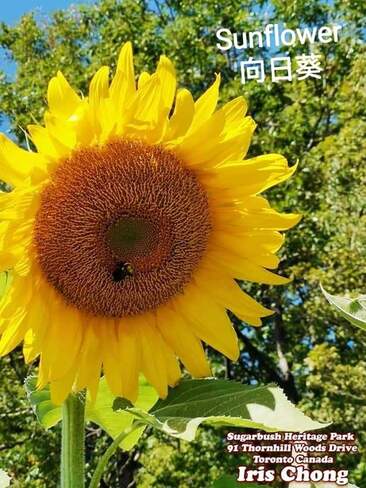 Aug 6 2022 32C Hot Summer! - Sunflower - Sugarbush Heritage Park - Thornhill Sugarbush Heritage Park, ON