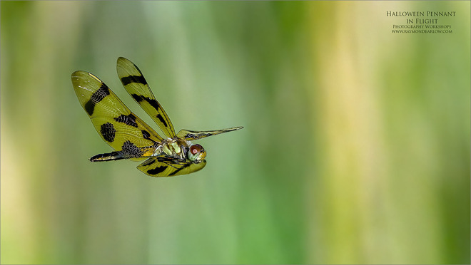 Dragonfly in Flight. Flamborough, Hamilton, ON