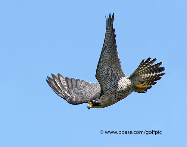 Peregrine Falcon in flight Ottawa