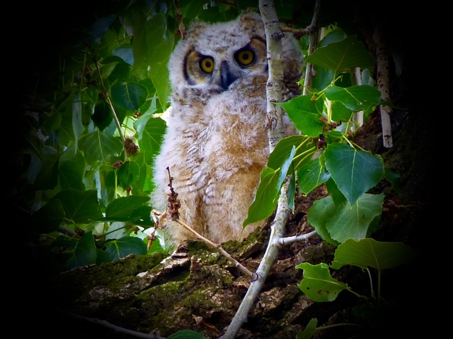 baby owl Revelstoke BC Revelstoke, BC