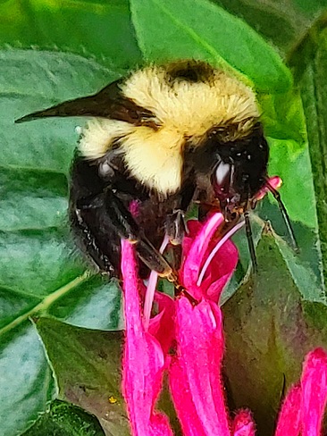 Bees loving Beebalm Huntsville, ON