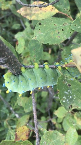 caterpillar Petawawa, ON