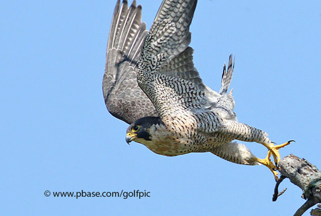 Peregrine Falcon Ottawa, ON