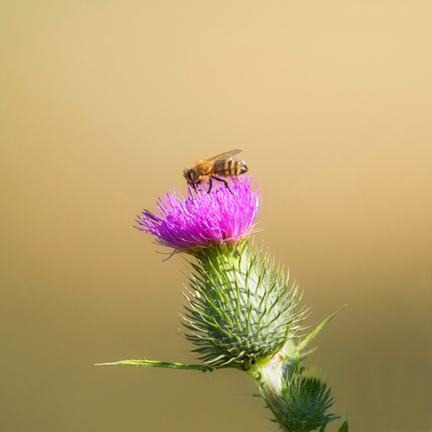 The Pollinator Duncan, BC