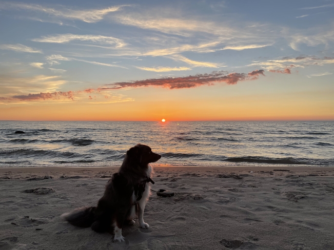 Kylo at sunset Deanlea Beach, Ontario, CA