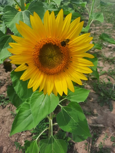 sunflower Flamborough, ON