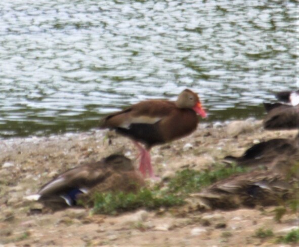 Unusual sighting of Black-bellied Whisling Duck Waterloo, ON