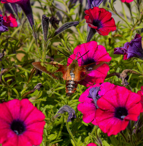 Hummingbird Moth Saint-Charles, New Brunswick