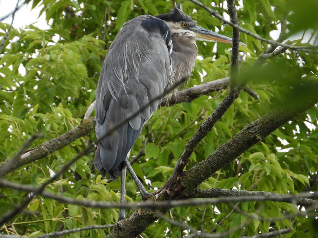 Blue Heron Riverside Park Cambridge, ON