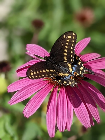 swallowtail butterfly Winnipeg, MB