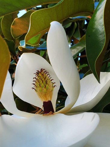 magnolia Vancouver, BC