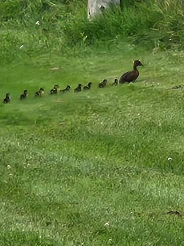 Baby ducks on Aug 10th! Beauval, SK